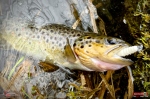 troutgrub_l_potocak-1-150x100-1.jpg
