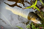 troutgrub_l_potocak-2-150x100-1.jpg