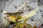 troutgrub_l_potocak-3-150x100-1.jpg