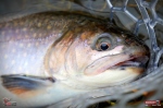 troutgrub_l_siven-1-150x100-1.jpg