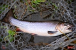 troutgrub_l_siven-2-150x100-1.jpg