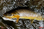 micro-tail-s--potocak-5-150x100-1.jpg