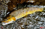 micro-tail-s--potocak-6-150x100-1.jpg