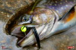 micro-tail-s--siven-3-150x100-1.jpg