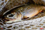 micro-tail-s--siven-4-150x100-1.jpg