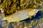 nymfa_l_potocak_98-150x100-1.jpg