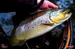 nymfa_l_potocak_99-150x100-1.jpg