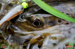 ssf1b_potocak_88-150x100-1.jpg