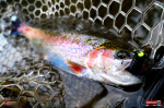 troutgrub_l_duhak-16-150x100-1.jpg