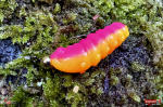 troutgrub_l_duhak-17-150x100-1.jpg