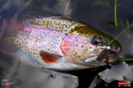 troutgrub_s_duhak-6-150x100-1.jpg