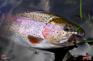 troutgrub_s_duhak-6-300x200-1.jpg