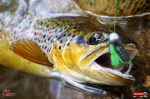 troutgrub_s_potocak-1-150x100-1.jpg
