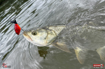 whopper-plopper-bolen--1-150x100-1.jpg
