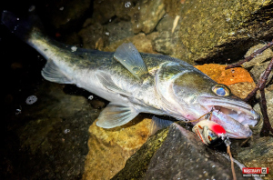 wobler-salmo-jerk-candat-1-300x200-1.jpg