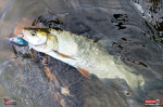 r2s-plopper-bolen-1-150x100-1.jpg