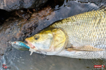 r2s-plopper-bolen-2-150x100-1.jpg