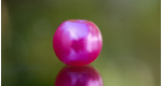 Pink, 5 ks