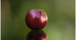 Burgundy, 5 ks