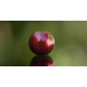 Burgundy, 5 ks