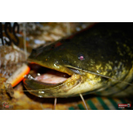 Wobbler 3STAN S90 floating 2025