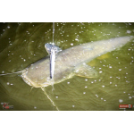 Wobbler 3STAN S90 floating 2025
