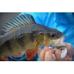 Minnow ALS