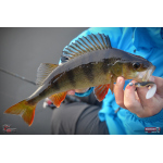 Minnow ALS