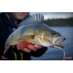 Minnow ALS