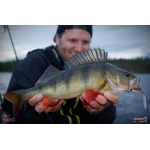 Minnow ALS