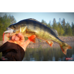 Minnow ALS