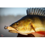 Minnow ALS