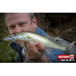 Minnow BIG ONE 5