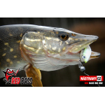 Minnow BIG ONE 5