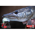 Minnow BIG ONE 5