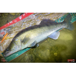 Minnow BIG SNAKE XL