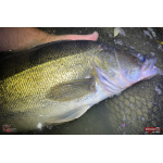Minnow BIG SNAKE XL