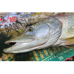 Minnow BIG SNAKE XL