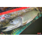 Minnow BIG SNAKE XL
