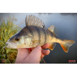 Metal Vib Daiwa Prorex 3,8 cm, 7 g