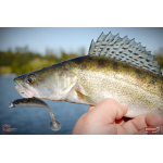 Ripper REDBASS KICKER L - 100 mm