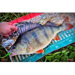 Ripper REDBASS KICKER L - 100 mm