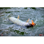 Ripper REDBASS KICKER L - 100 mm