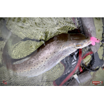 Ripper REDBASS KICKER S - 70 mm
