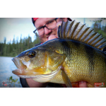 Ripper REDBASS KICKER S - 70 mm