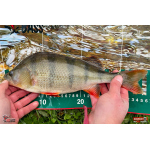 Ripper REDBASS KICKER S - 70 mm