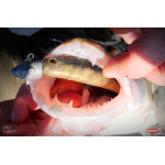 Ripper REDBASS KICKER XX - 155 mm