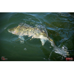 Ripper REDBASS KICKER XX - 155 mm