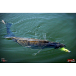 Ripper REDBASS KICKER XX - 155 mm