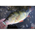 Ripper REDBASS MAGNETO S - 67 mm